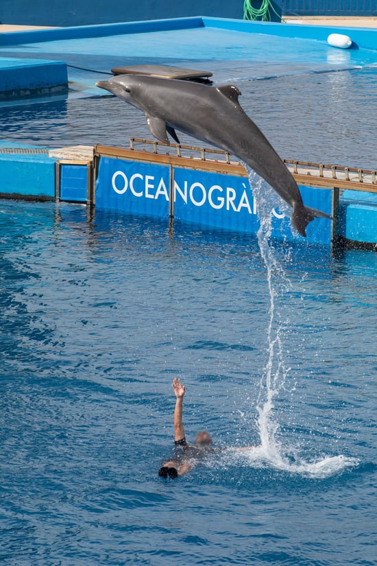 Performing dolphin at Oceanogràfic de Valencia