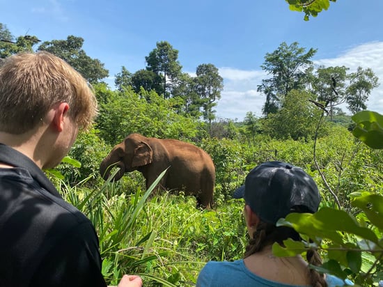 Elephant Valley Project (EVP) in Mondulkiri, Cambodia is a 4000-acre elephant sanctuary and eco-tourism programme that cares for 10 elephants and an entire community, including providing schooling and healthcare.